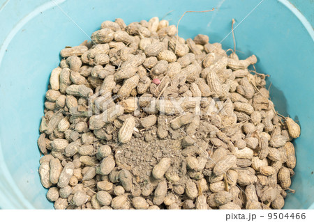 Raw peanut Raw peanut 9504466