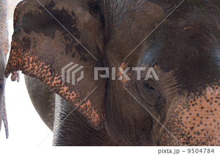 Close up elephant Close up elephant 9504784
