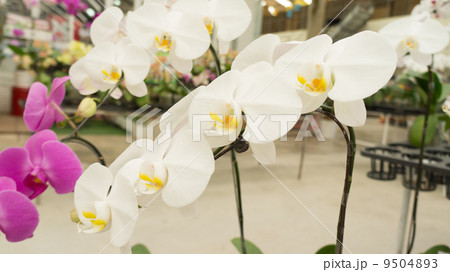 White and pink 9504893