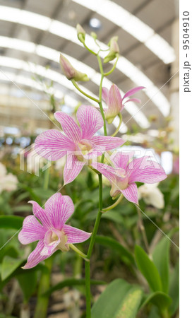 Beautiful orchid 9504910