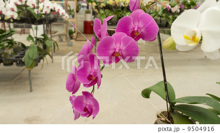 Beautiful pink flower Beautiful pink flower 9504916