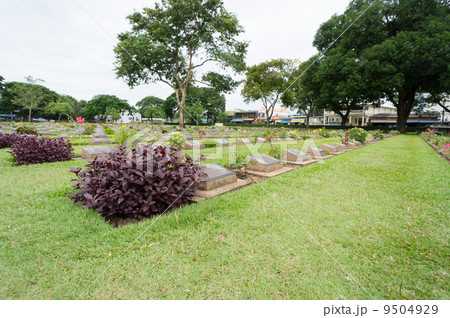 Lonely flower 9504929