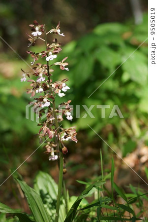 海老根エビネ 根っこのあたりが海老っぽいらしいです の写真素材