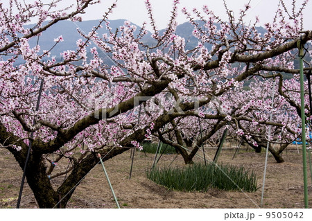 桃の花 9505042