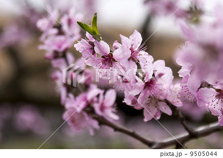 桃の花 9505044