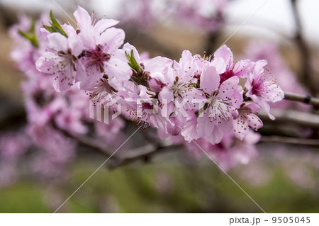 桃の花 9505045
