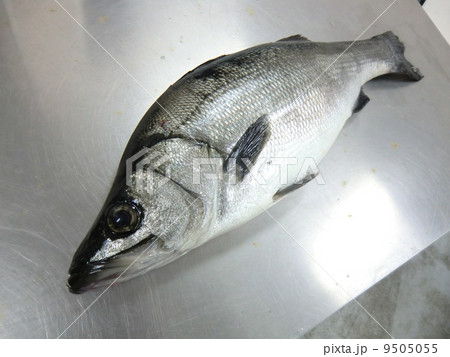 ヒラスズキ 9505055