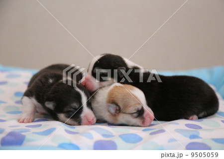 コーギー子犬 9505059