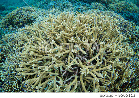 エダサンゴ（西表島） 9505113