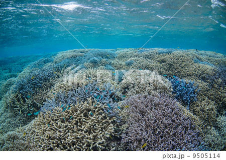 エダサンゴ（西表島） 9505114