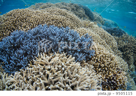 エダサンゴ(西表島) エダサンゴ(西表島) 9505115