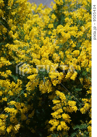 金雀枝エニシダ　枝で箒ホウキが作れるとか・・・ 9505434