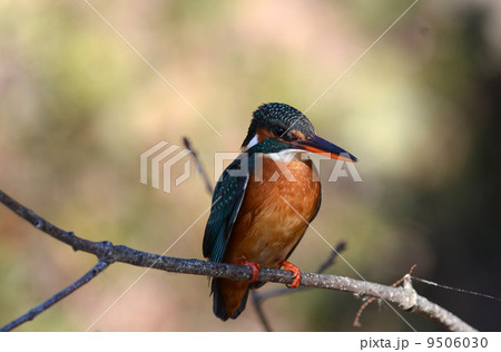 カワセミ 9506030