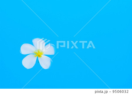 Plumeria 9506032