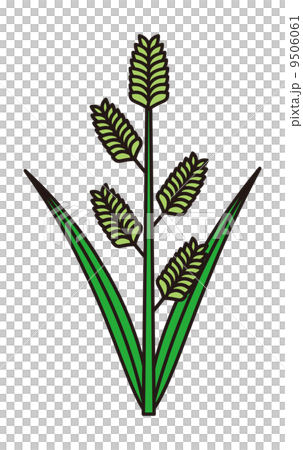 カモガヤ カモガヤ 9506061