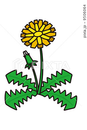 たんぽぽ 9506064