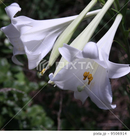 タカサゴユリ タカサゴユリ 9506914