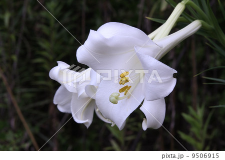 タカサゴユリ タカサゴユリ 9506915