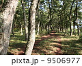 高田松原の松林遊歩道（2005年） 9506977
