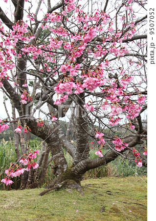 日本一早咲きの桜，寒緋桜 9507052