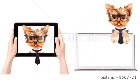 business dog on a digital tablet screen 9507721