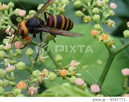 花の蜜を吸うスズメバチの写真素材