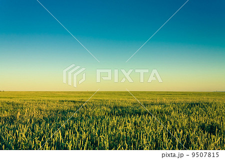 Green Barley Ears 9507815