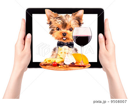 dog holding tray with food on tablet 9508007