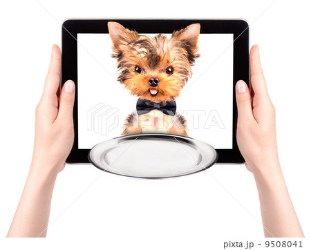 dog holding service tray on a tablet screen dog holding service tray on a tablet screen 9508041