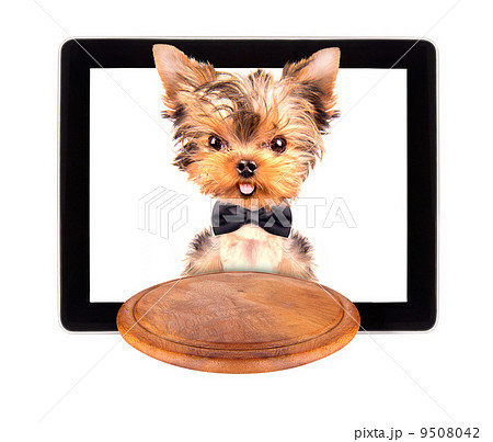 dog holding service tray on a tablet screen dog holding service tray on a tablet screen 9508042