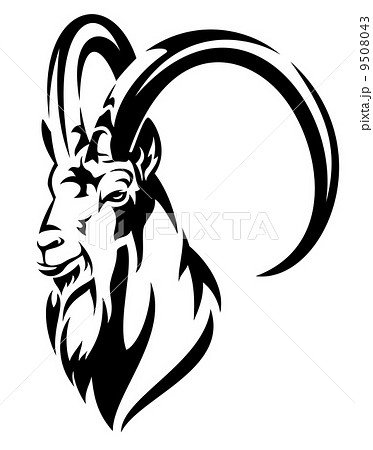 mountain goat (Alpine ibex,Capra ibex) head black and white realistic vector design 9508043
