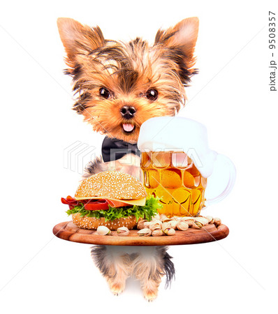 dog holding service tray with food and drink 9508357