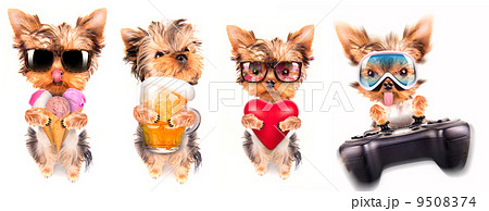 dog with beer, game pad and lover 9508374