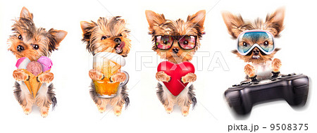 dog with beer, game pad and lover dog with beer, game pad and lover 9508375