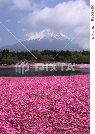 本栖湖の芝桜 9508380