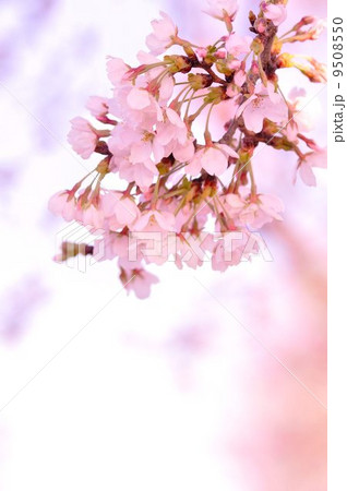 桜 9508550