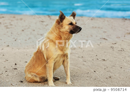 dog sitting on beach 9508714