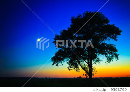 Old Tree In Sunset 9508799