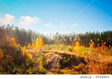 Mountain summer landscape with colorful forest 9508804