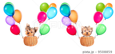 dog flying in a basket with air balloons 9508859
