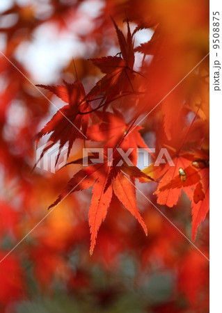 モミジ 9508875