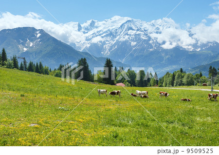 Herd cows on glade and Mont Blanc mountain massif (view from Pla Herd cows on glade and Mont Blanc mountain massif (view from Pla 9509525