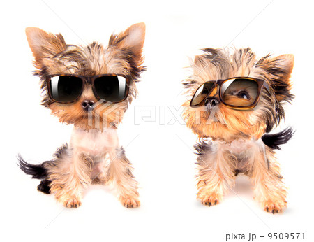 dog with shades dog with shades 9509571