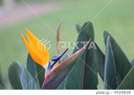 バードオブパラダイス 9509636