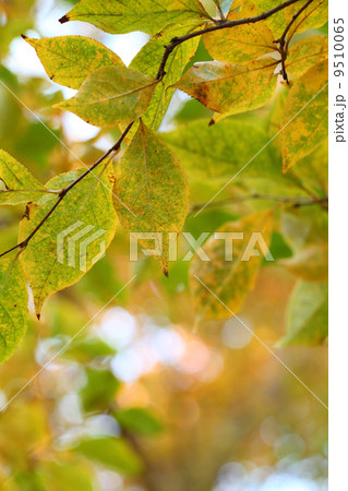 カマツカの紅葉と木漏れ日 カマツカの紅葉と木漏れ日 9510065