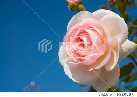 バラの花 9510097