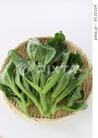 アイスプラント 9510104