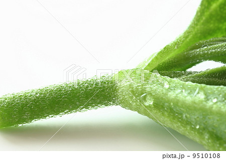 アイスプラント アイスプラント 9510108