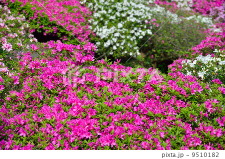 ツツジ 9510182