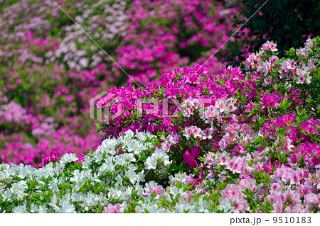ツツジ 9510183